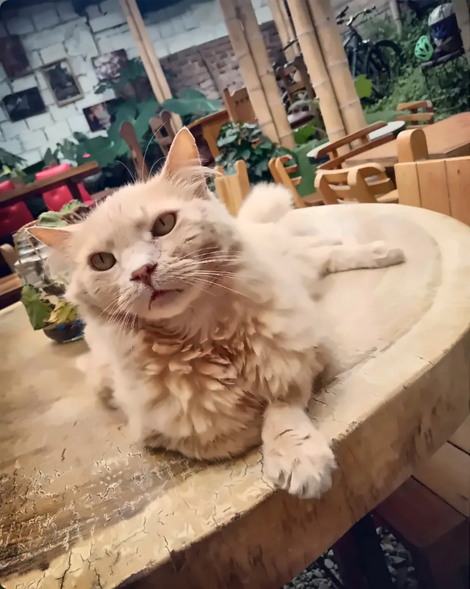 Mono, un gato de pelo largo color crema, recostado sobre una mesa de madera en el patio